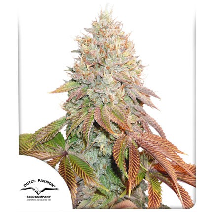 Banana Blaze Auto (3u)