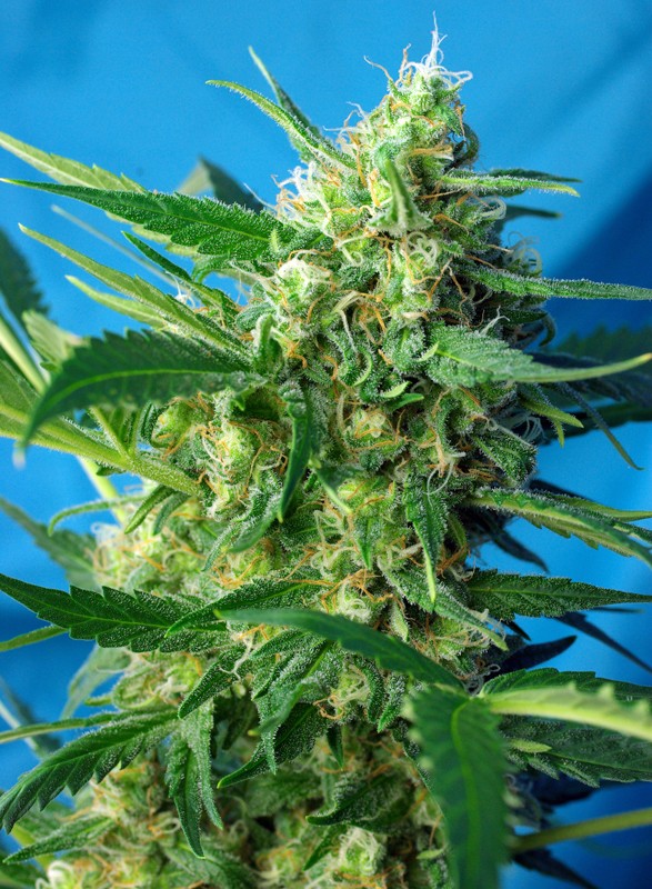 NYC Diesel Auto (4u)