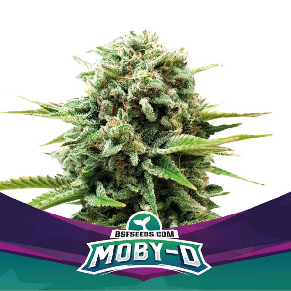 Moby-D Fem (2u)