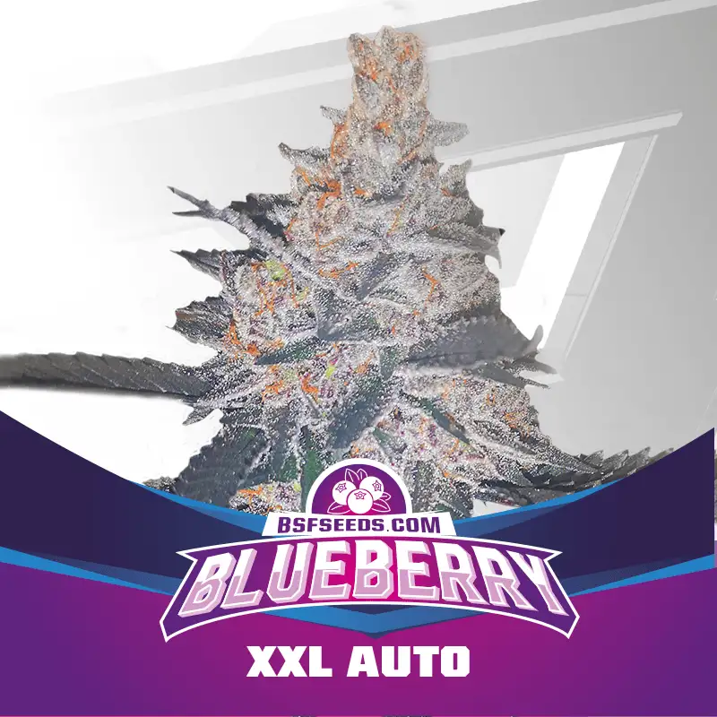 Blueberry XXL Auto (2u)