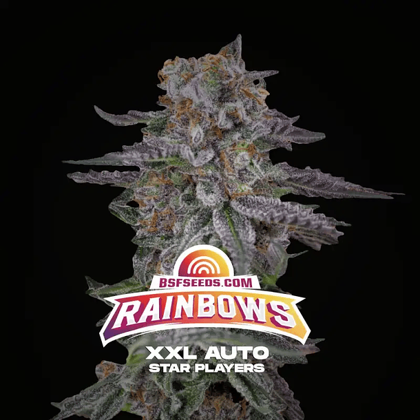 Rainbows XXL Auto (2u)