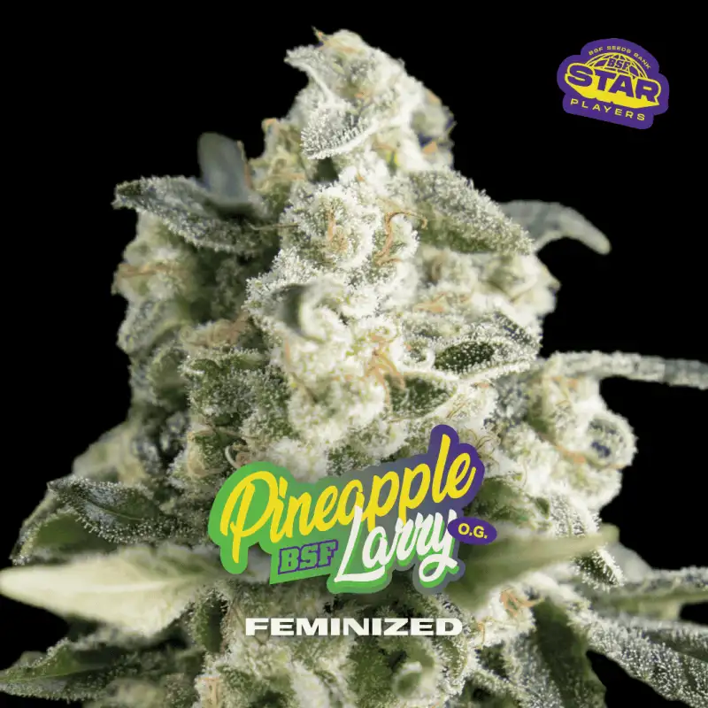 Pineapple Larry OG FEM (2U)