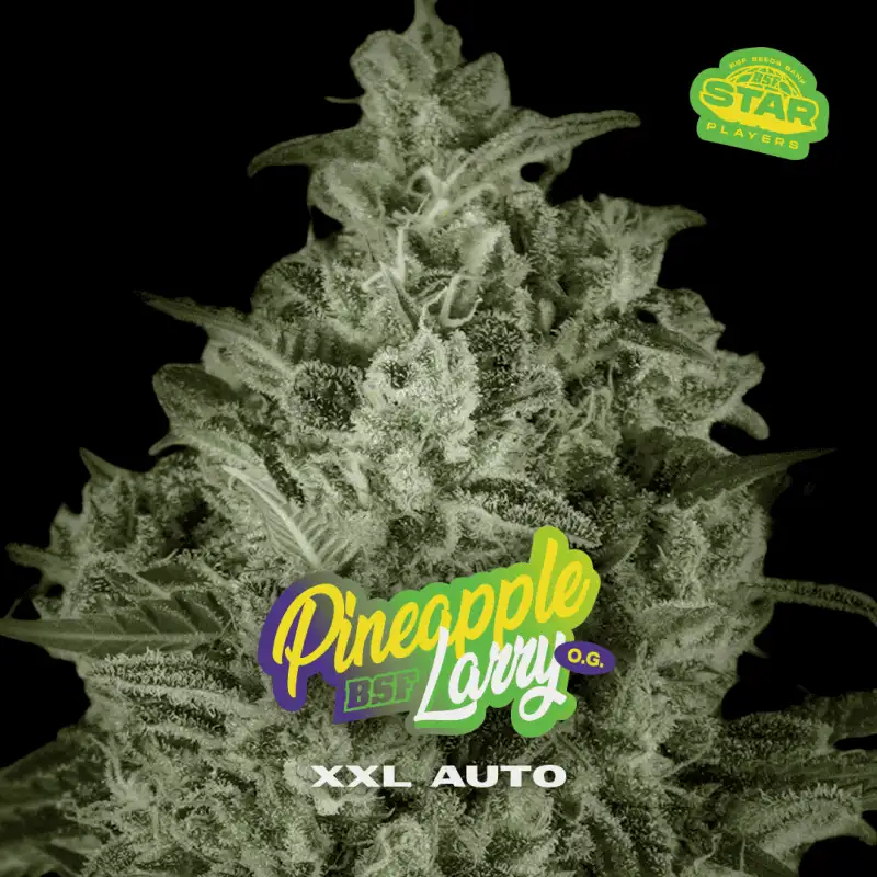 Pineapple Larry OG XXL Auto (7U)