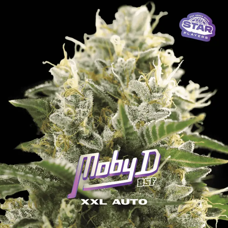 Moby-D Fem (7u)