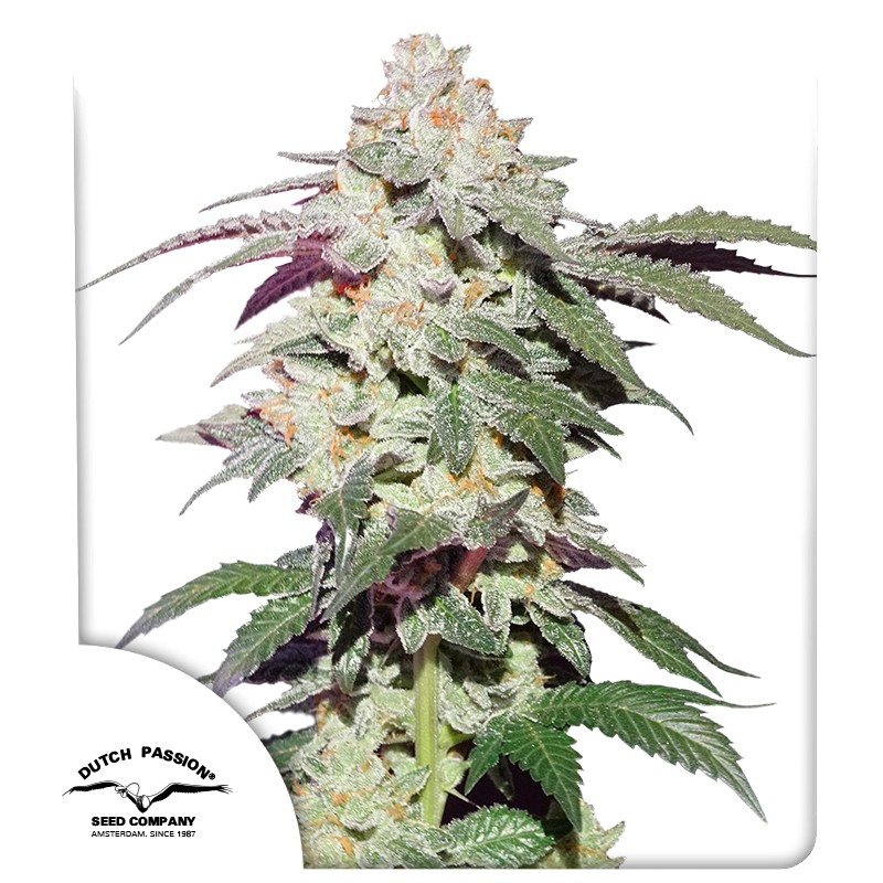 Skywalker Haze FEM (3U)