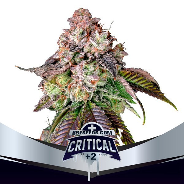 Critical +2 FEM (2U)