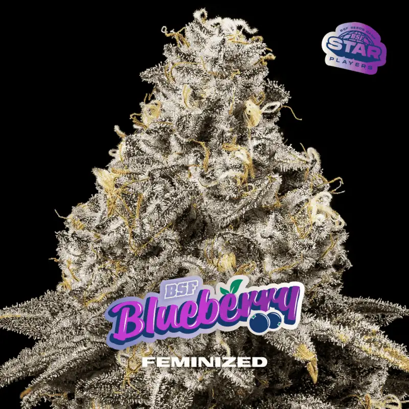 Blueberry Fem (7U)