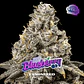 Blueberry Fem (7U) - Miniatura 1