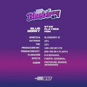 Blueberry Fem (7U)