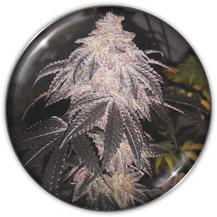 Cookies Sherbet Auto 3+2