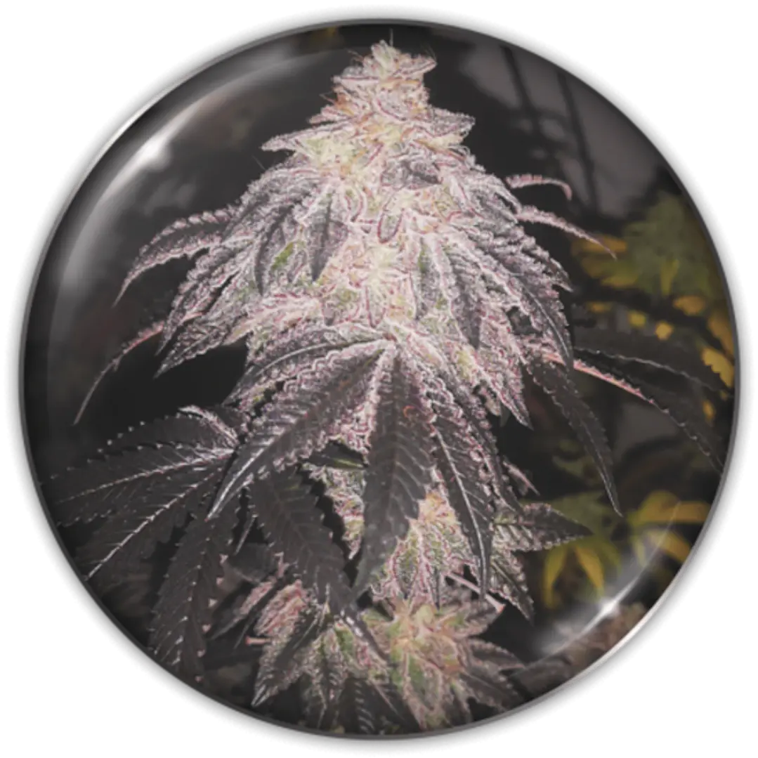Cookies Sherbet Auto 3+2 1