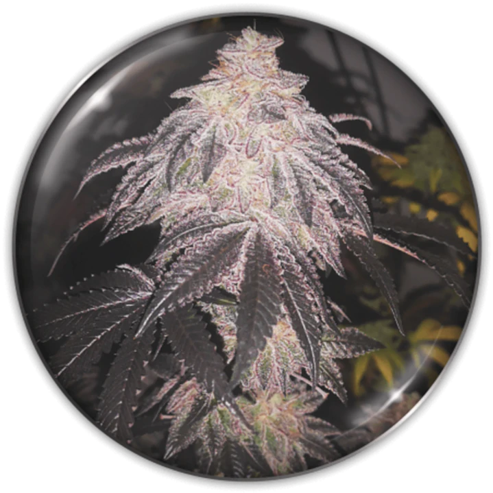 Cookies Sherbet Auto 3+2 1