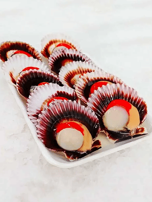 Ostion Media Concha c/Coral 