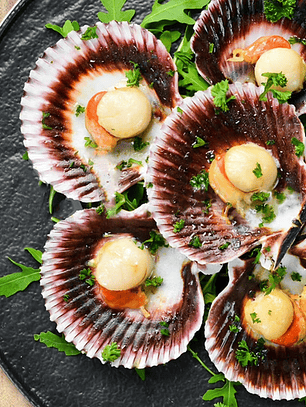 Ostion Media Concha c/Coral 