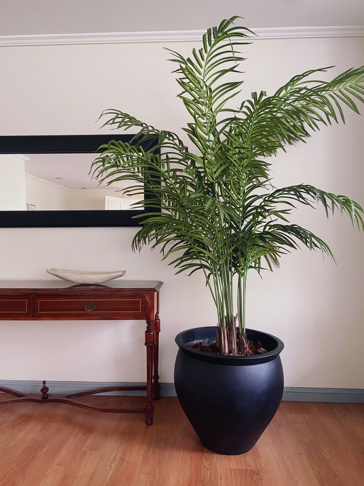 PALMERA ARECA XL 2