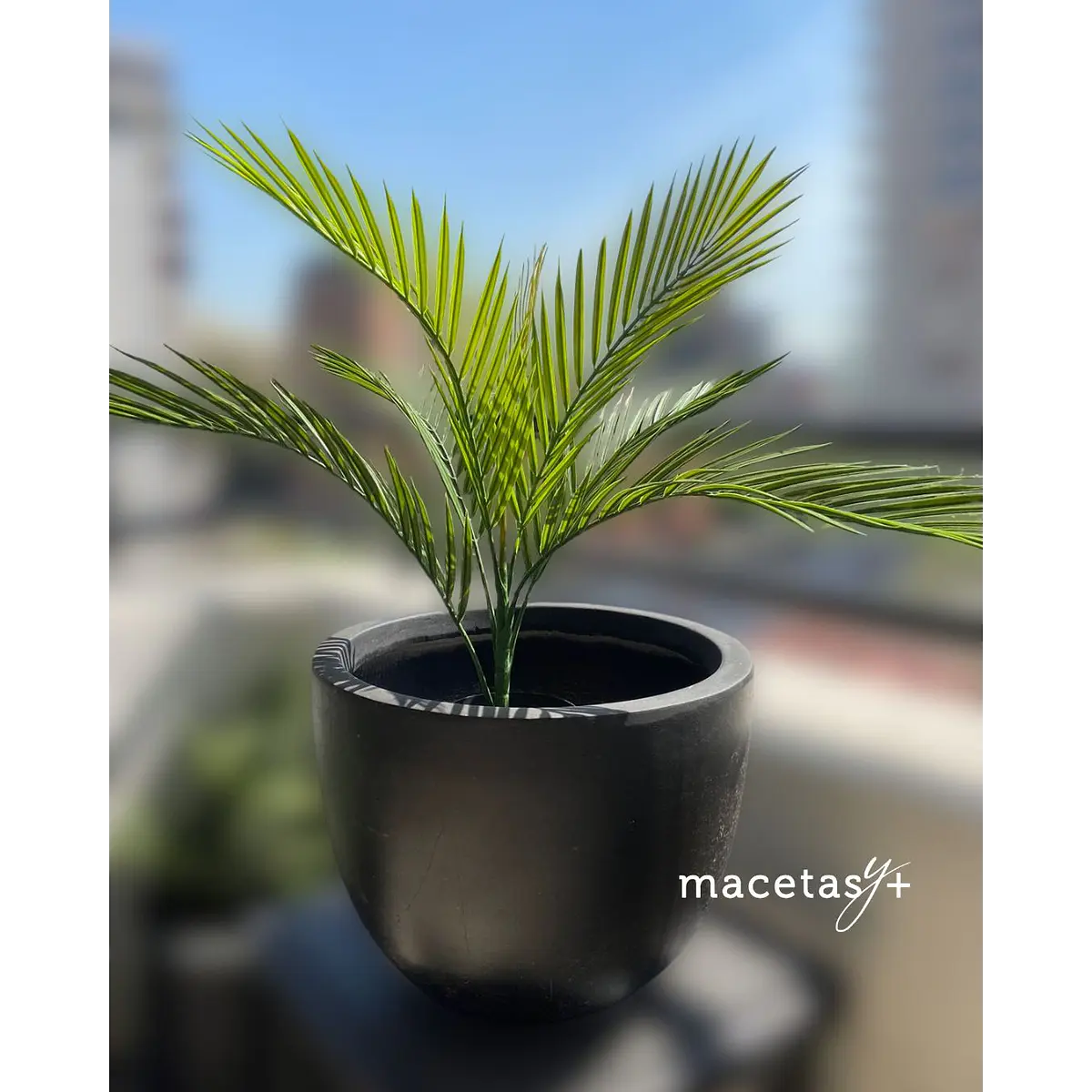 MINI PALM
