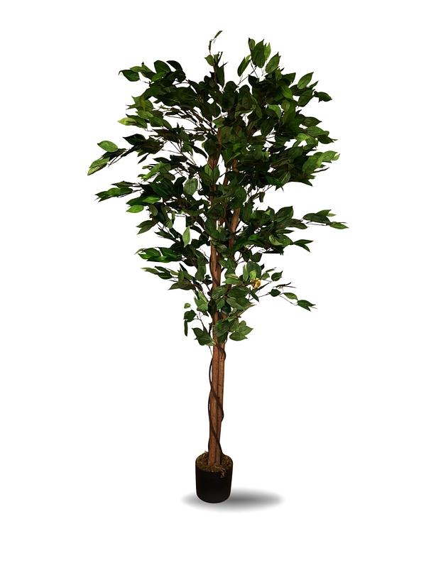 FICUS TRENZADO