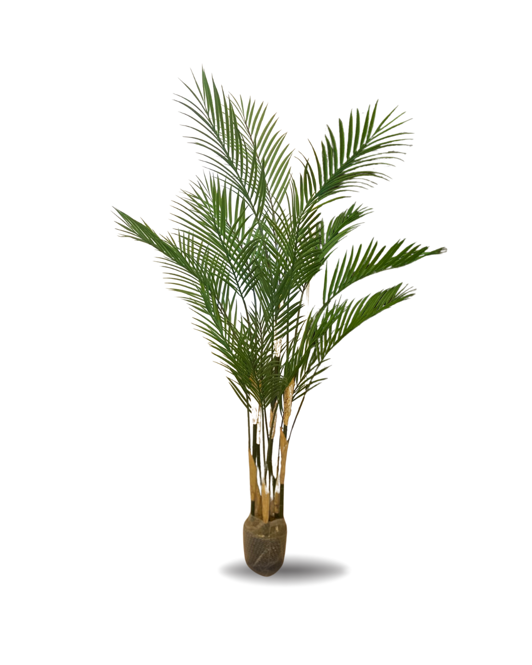 PALMERA NEW 1