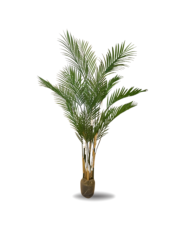PALMERA NEW