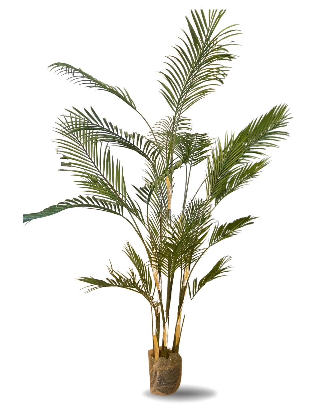 PALMERA NEW 2