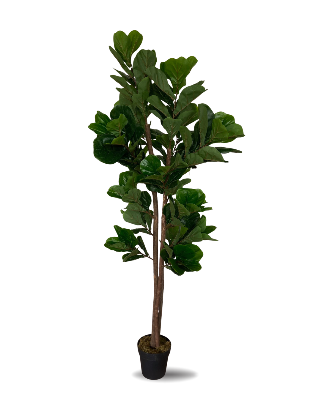 FICUS LYRATA 1