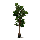 FICUS LYRATA 1