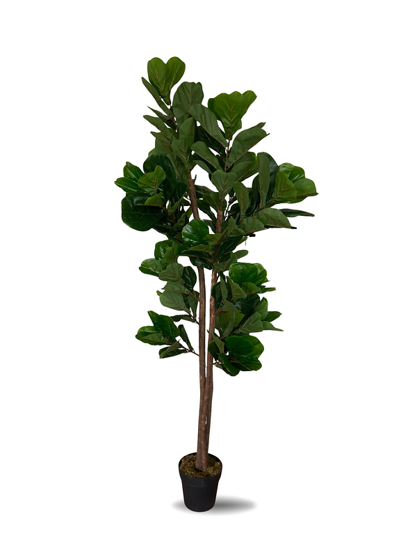FICUS LYRATA
