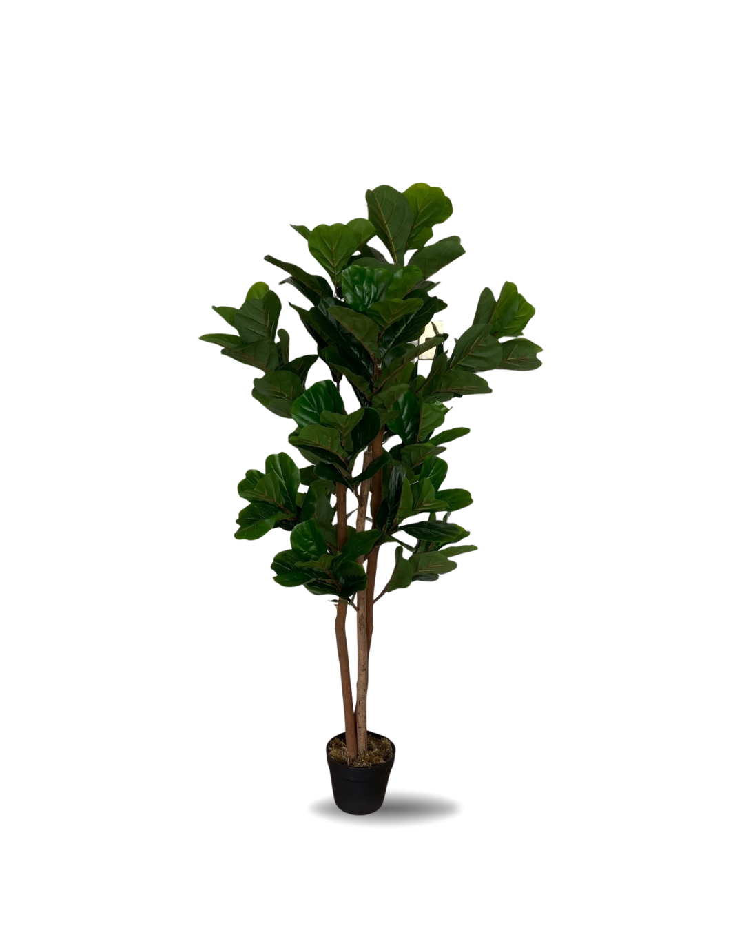 FICUS LYRATA 2