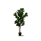 FICUS LYRATA 2