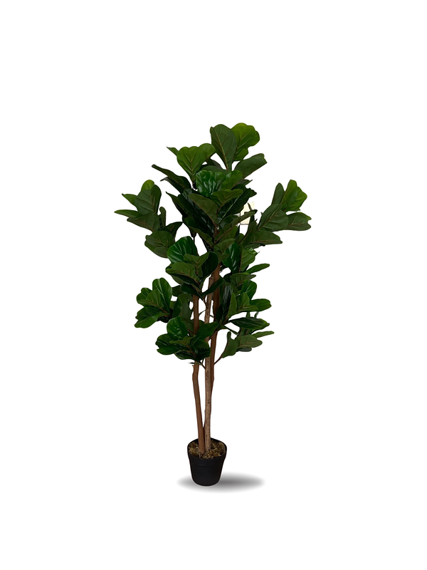 FICUS LYRATA