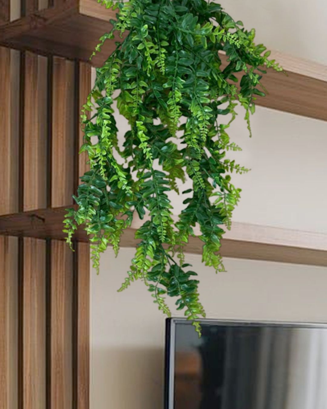 HELECHO HOJA ANCHA BICOLOR 1