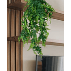 HELECHO HOJA ANCHA BICOLOR 1