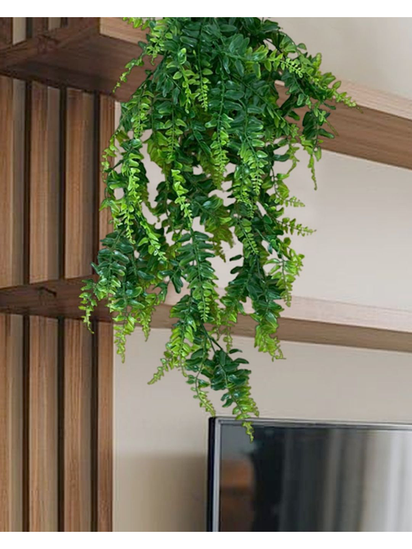 HELECHO HOJA ANCHA BICOLOR