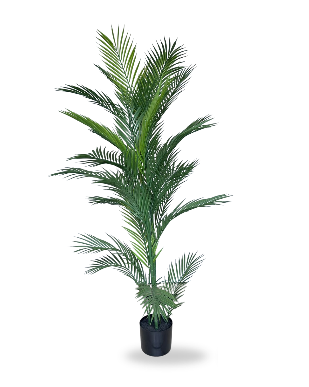 PALMERA UV 5