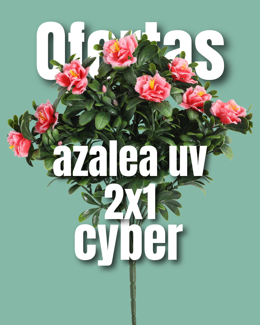 Azalea 1