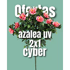 Azalea 1