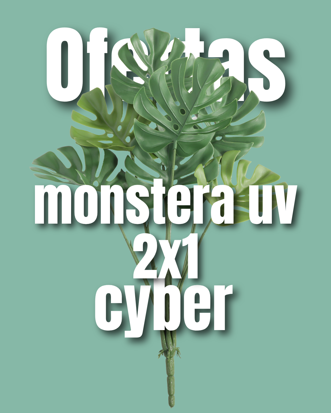 Monstera  UV 2