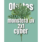 Monstera  UV 2