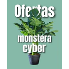 MONSTERA 1