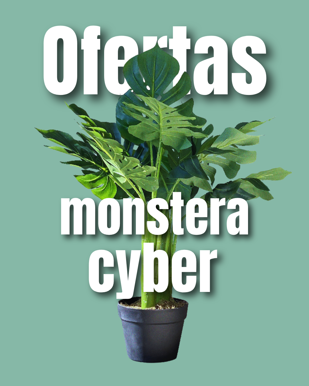 MONSTERA 2