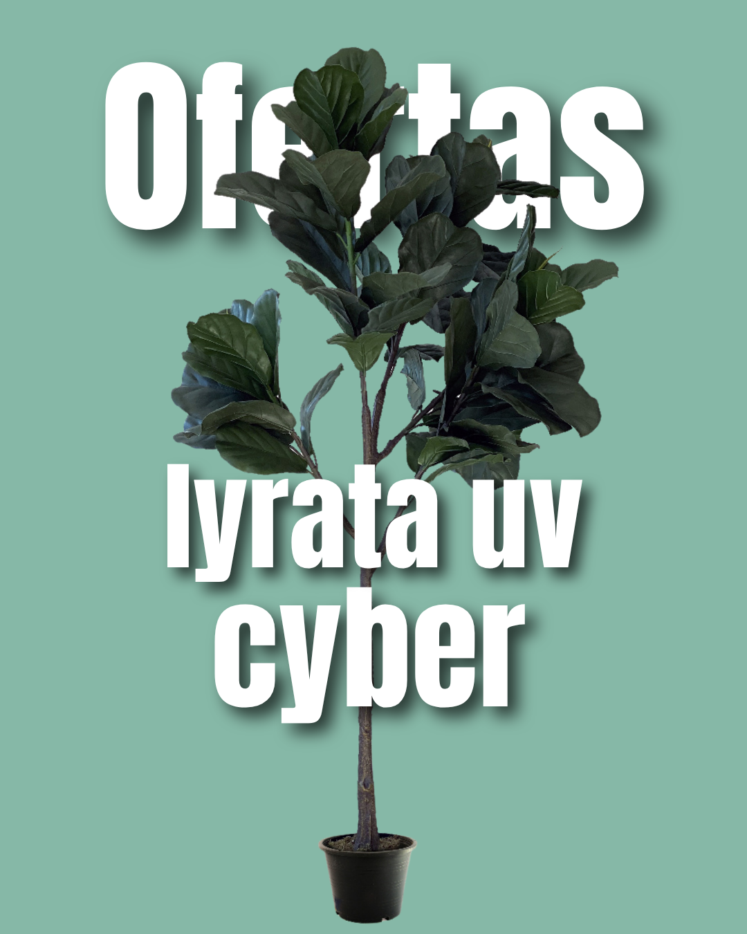 Ficus lyrata UV 1