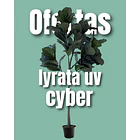 Ficus lyrata UV 1