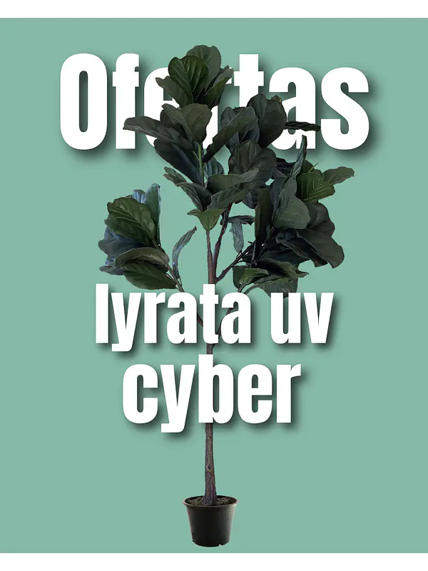 Ficus lyrata UV