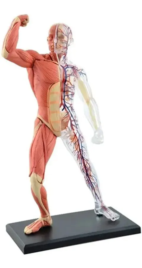 4d Vision Human Anatomy Modelo Musculo Y Esqueleto 26058