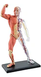 4d Vision Human Anatomy Modelo Musculo Y Esqueleto 26058 - Miniatura 1