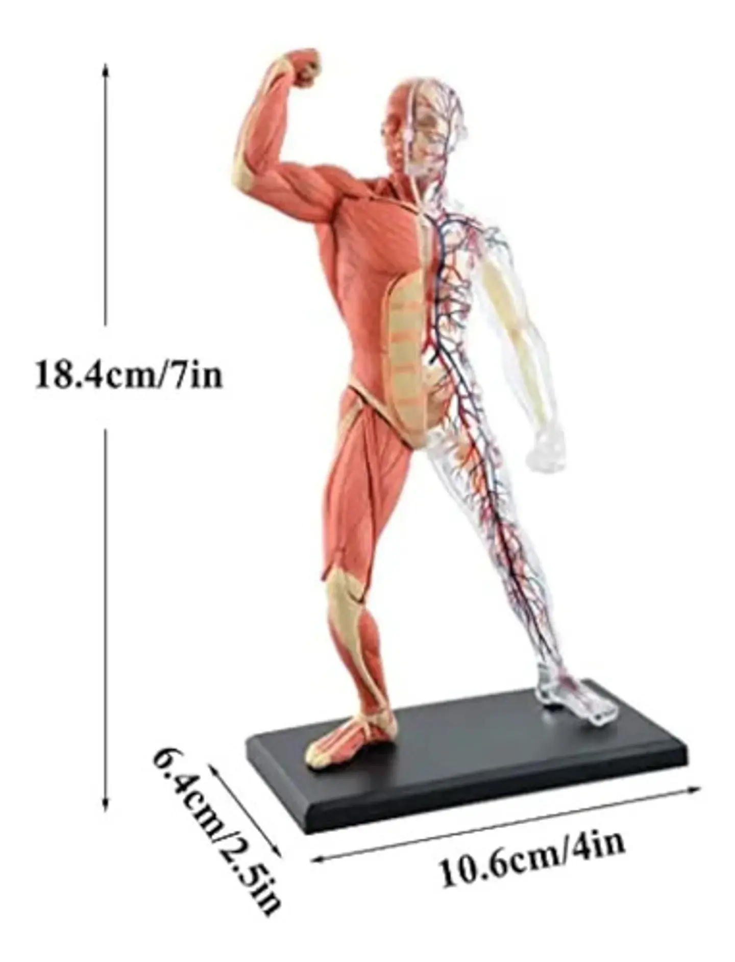 4d Vision Human Anatomy Modelo Musculo Y Esqueleto 26058 2