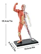 4d Vision Human Anatomy Modelo Musculo Y Esqueleto 26058 - Miniatura 2