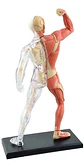 4d Vision Human Anatomy Modelo Musculo Y Esqueleto 26058 - Miniatura 3