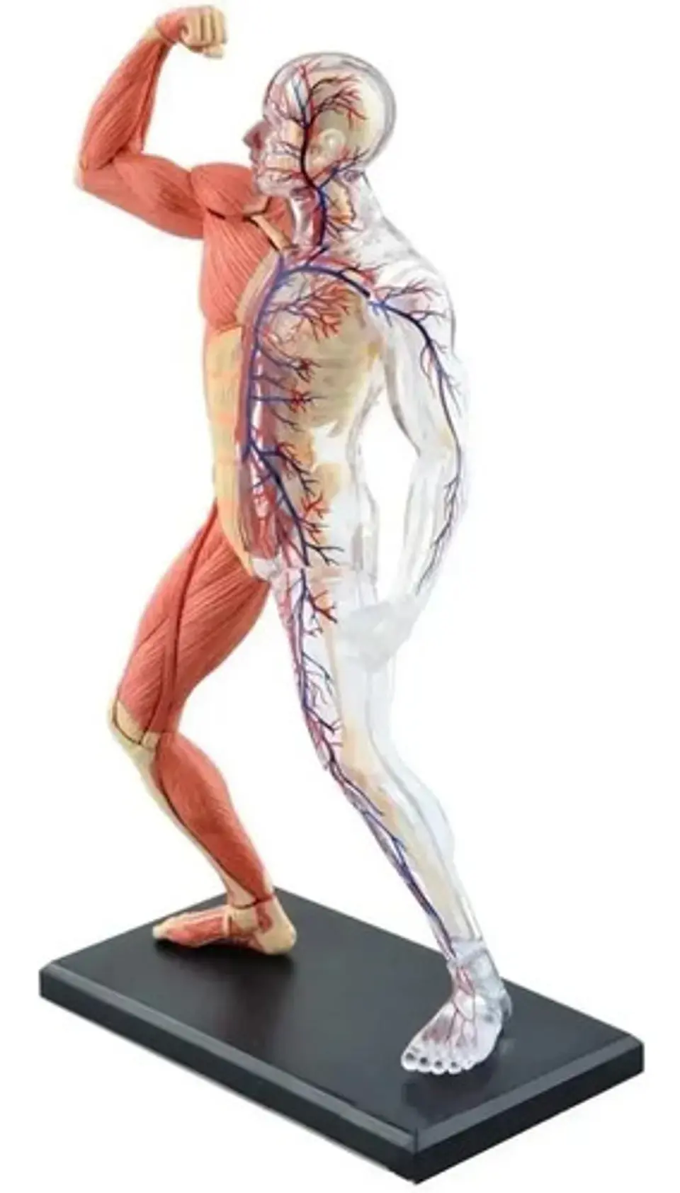 4d Vision Human Anatomy Modelo Musculo Y Esqueleto 26058 4