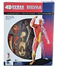4d Vision Human Anatomy Modelo Musculo Y Esqueleto 26058 - Miniatura 5